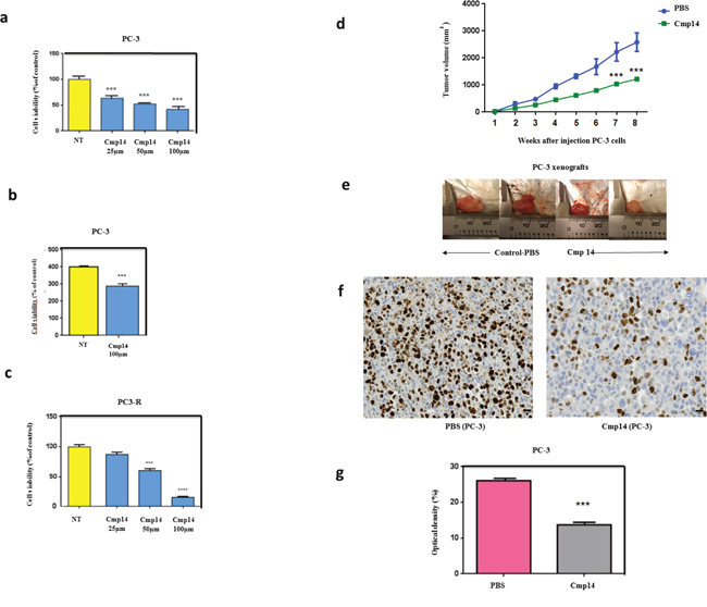 Compound 14 inhibits cell viability and increases apoptosis in vitro and in vivo.
