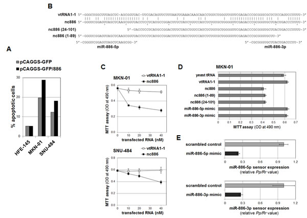 nc886 inhibition of cell proliferation independently of mature miRNAs.