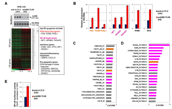 nc886 knockdown activation of oncogenic FOS, NF-&#x3ba;B, and MYC as well as other pathways.