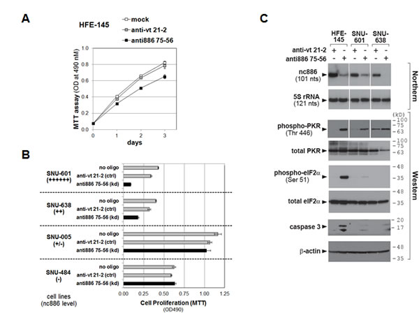 Cell proliferation and the PKR pathway upon nc886 knockdown in gastric cells.