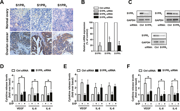 S1PR1 and S1PR3 mediate S1P-induced VEGF, IL-8 and IL-6 expression.