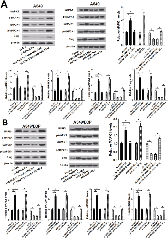 SNHG12 promotes MAPK/Slug pathway by sponging miR-181a.