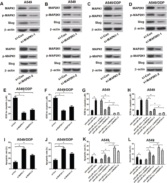 Inactivation of MAPK/Slug pathway reversed anti-miR-181a-mediated change in resistance to cisplatin and apoptosis in A549 cells.