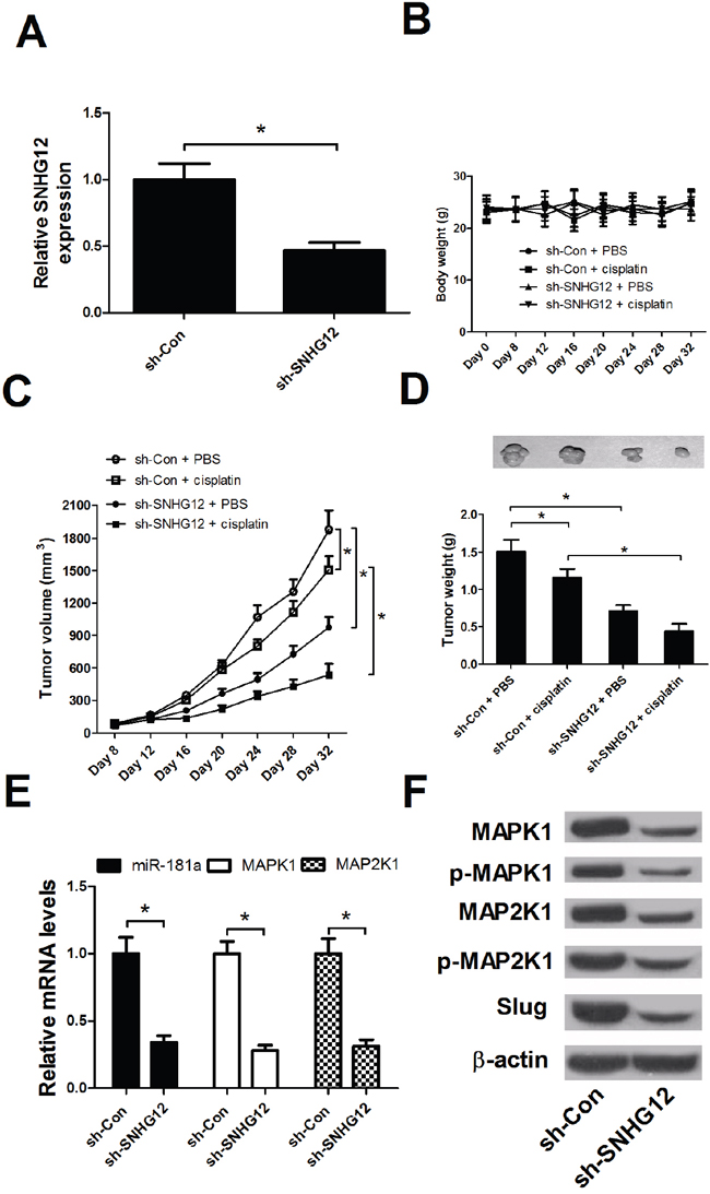 SNHG12 knockdown enhanced the DPP sensitivity of NSCLC in vivo.