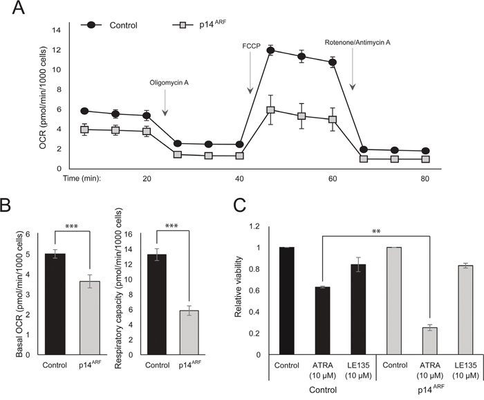 The effect of p14ARF expression on metabolic parameters.