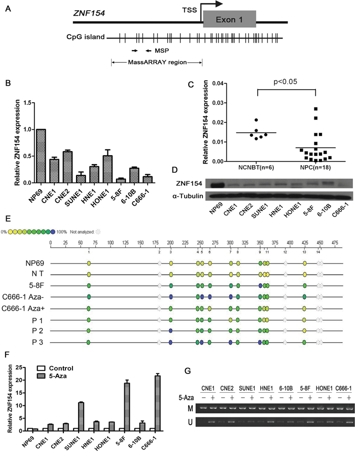 ZNF154 is downregulated by promoter methylation in nasopharyngeal carcinoma (NPC).