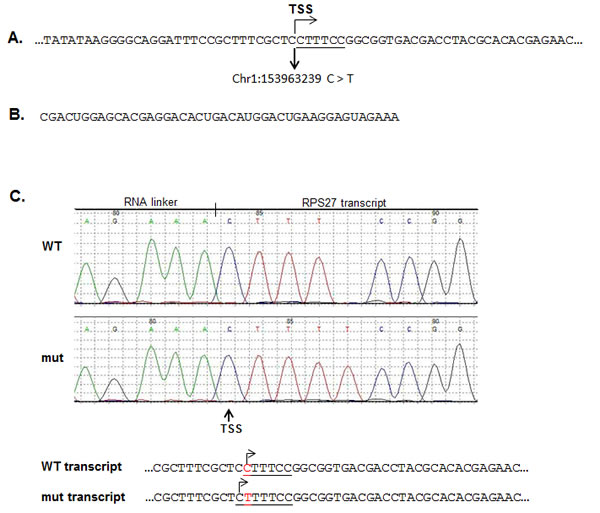 The RPS27 recurrent mutation alters the transcription starting site (TSS) of the RPS27 gene.