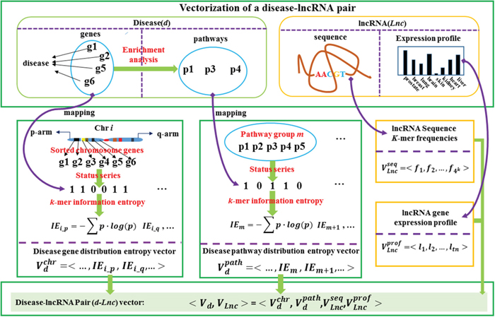 The flowchart for the vectorization representation of a disease-lncRNA gene pair.