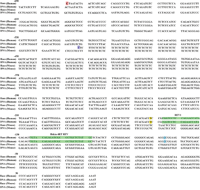 Start points of human ERCC1 larger transcript by 5&#x2032; RACE.