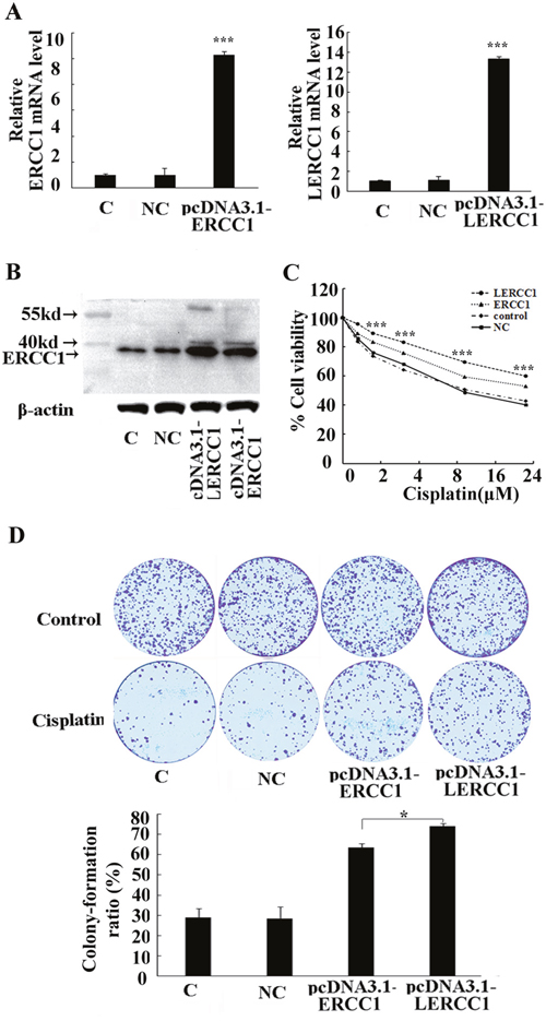 Overexpression of the larger ERCC1 transcript induced the resistance to cisplatin.