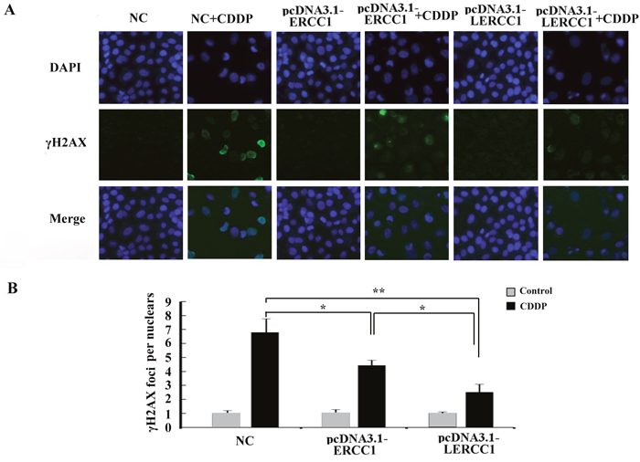Overexpression of larger ERCC1 transcripts decreased DNA damage caused by cisplatin.