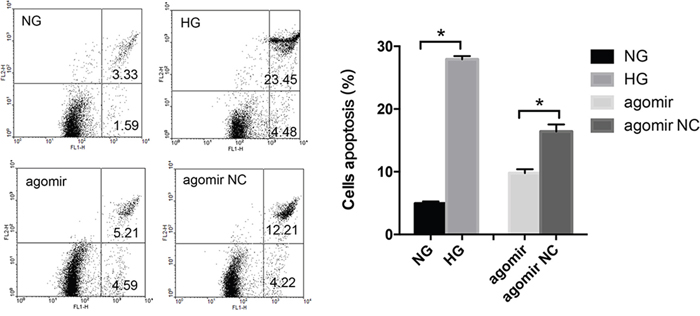 MiR-30a influenced high glucose-induced lens epithelial cells (LECs) apoptosis.
