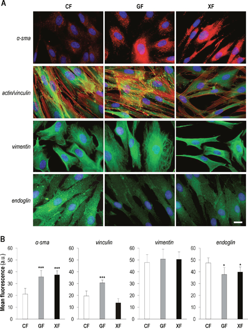 Expression of CAF markers in primary dermal fibroblasts.