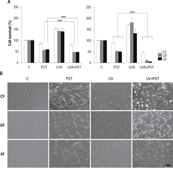 Effect of UV+PDT on fibroblasts survival and morphology.