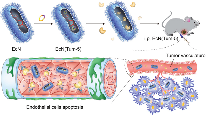 EcN (Tum-5) probiotics for cancer therapy.