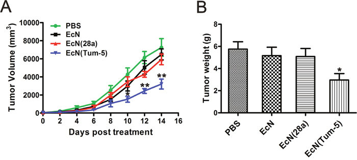 Inhibitory effect of EcN (Tum-5) on B16F10 melanoma tumor growth.