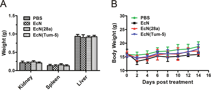 Body weight and kidney, spleen, and liver weight changes of mice before or after bacterial treatment.