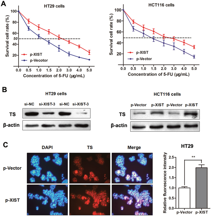 LncRNA XIST restrains 5-FU-induced cell cytotoxicity through promoting TS expression.