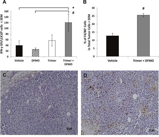 DFMO and Trimer PTI co-treatment increases cytotoxic T-cell activity and promotes macrophage infiltration of the tumor.