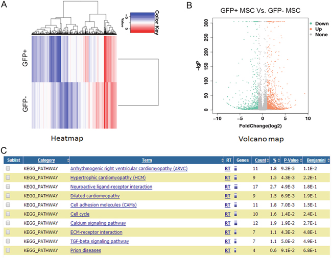 RNAseq analysis of gene expression profile of GFP-positive and negative hMSCs.
