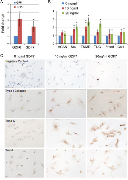 GDF7 promoted tenogenic differentiation of hMSCs.