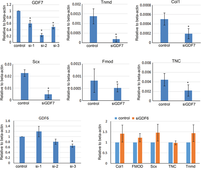 Silencing the endogenous GDF7 impaired tenogenic differentiation of hMSCs.