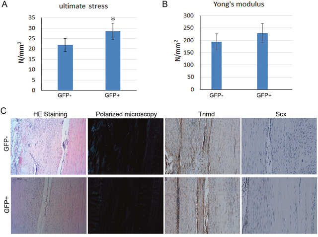 Effect of cell sheet formed by GFP positive and negative-rMSCs on tendon healing in rat patellar tendon injury model.