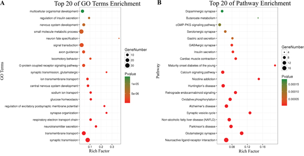 Top 20 enrichment of KEGG pathways and GO terms for co-expressed mRNAs.