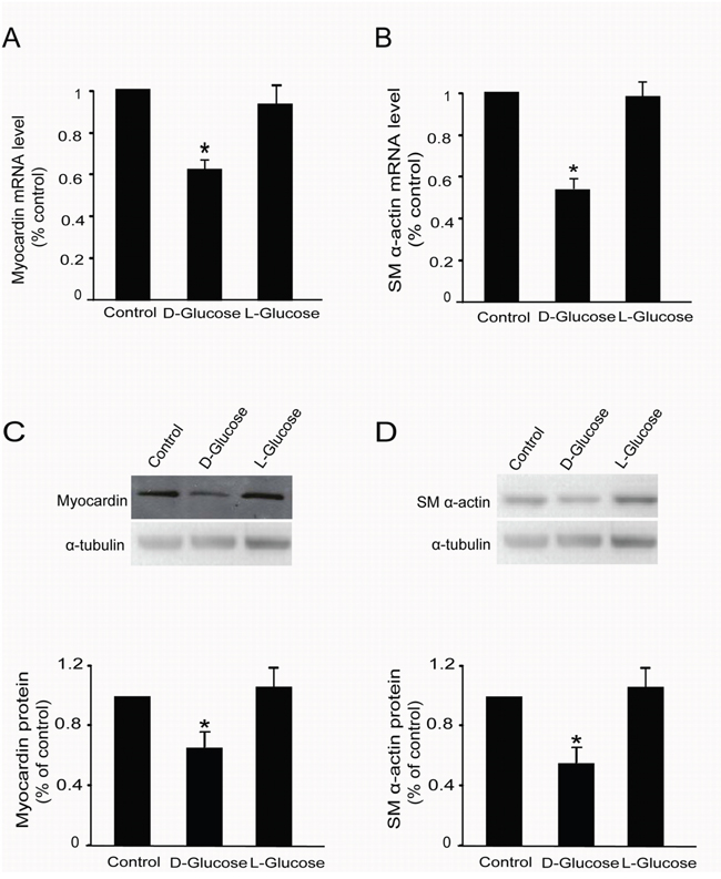 L-glucose did not regulate myocardin and SM &#x03B1;-actin expression.