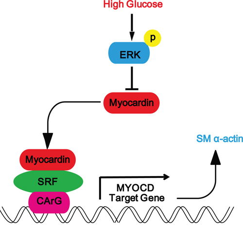 Schematic representation showing that high glucose downregulates the expression myocardin via the ERK signaling pathway in rat glomerular MCs.