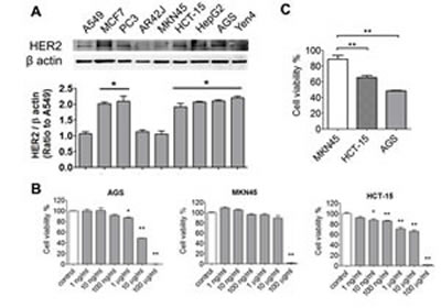 Effects of afatinib on cell viability of cancer cells with or without HER2-overexpression.