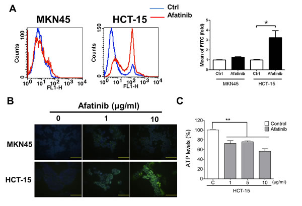 Afatinib causes cell apoptosis and mitochondrial toxicity in HER2-overexpressed CRC cells.