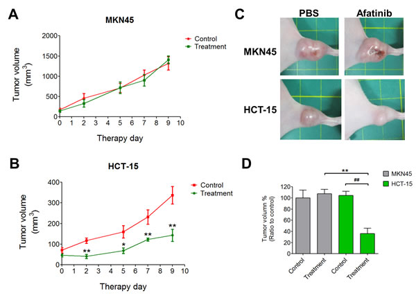 Afatinib inhibits HER2-postive tumors in a xenograft mouse model.