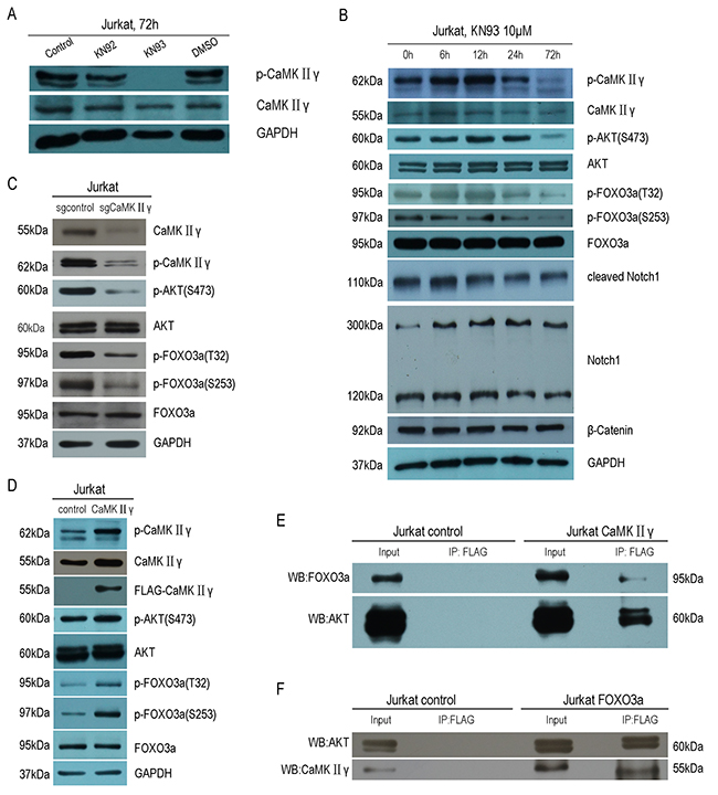 Activated CaMKII&#x03B3; phosphorylates FOXO3a by directly or indirectly phosphorylating AKT.