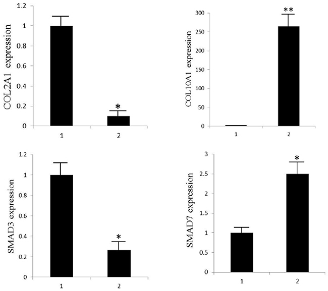 Quantitative RT-PCR analysis of COL2A1, COL10A1, SMAD3 and SMAD7 in TGF&#x03B2;1 treated and control groups.