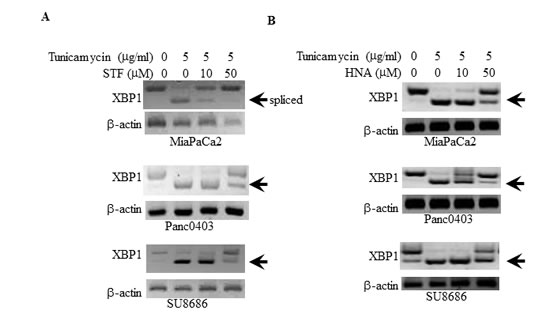 Suppression of tunicamycin-induced XBP-1 splicing by IRE1&#x3b1; inhibitors.
