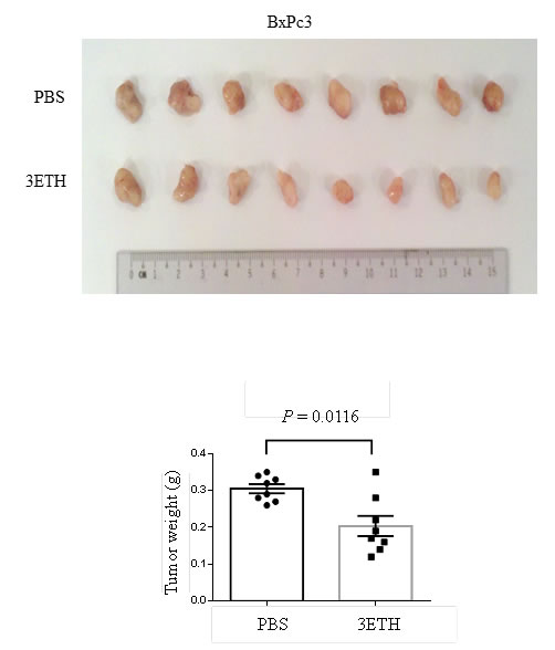 Effect of 3ETH on growth of BxPc3 human pancreatic cancer xenografts in NOD/SCID mice.