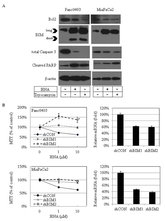 IRE1&#x3b1; inhibitor treatment: Apoptosis-related proteins in pancreatic cancer cells.