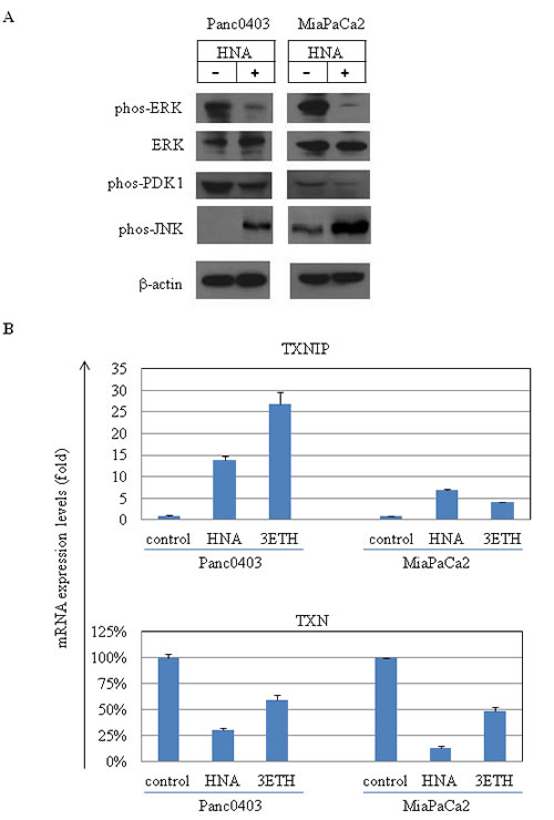 Protein and RNA expression profiles of pancreatic cancer cell lines after treatment with HNA and 3ETH.