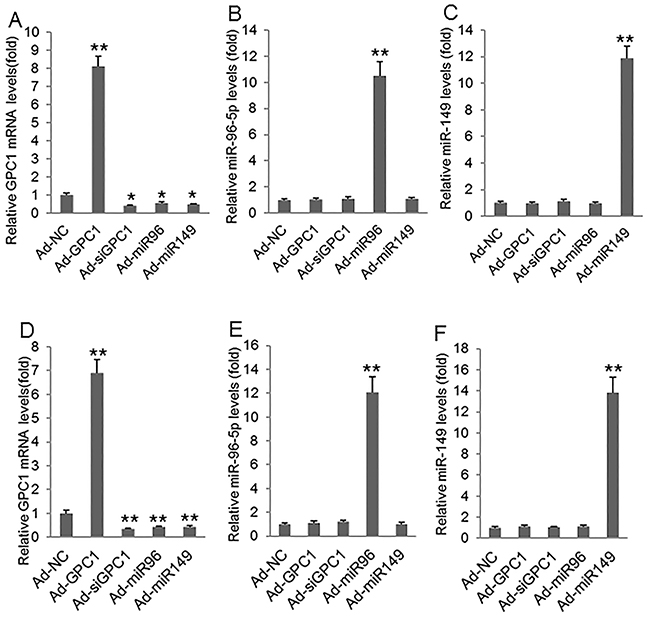 GPC1, miR-96-5p, and miR-149 mRNA levels after virus infection.