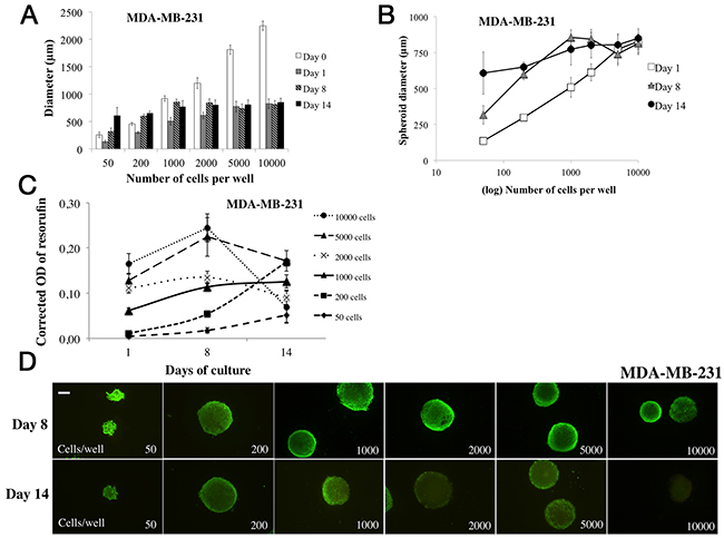 Parameter determination for MDA-MB-231 cell line spheroid formation.