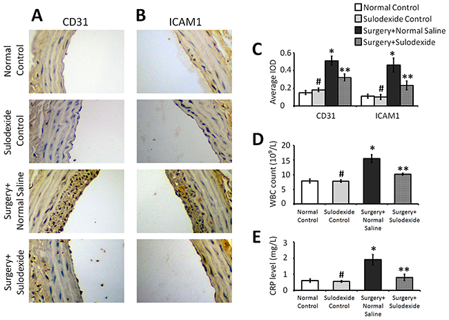 Sulodexide attenuates the balloon surgery-induced expression of the inflammatory factors CD31 and ICAM1, and provides a systemic anti-inflammatory effect.