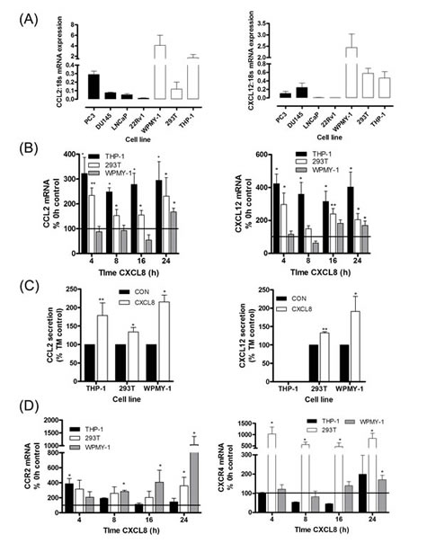 Paracrine CXCL8 signaling induces CCL2 and CXCL12 synthesis and secretion in stromal cells.