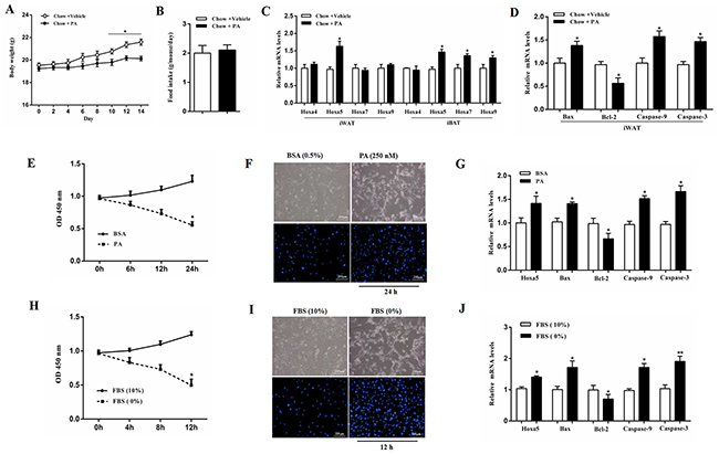 PA triggered apoptosis along with the increased Hoxa5 mRNA level in white adipose tissue of mice.