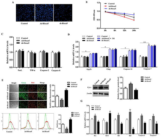 Hoxa5 promoted apoptosis through mitochondrial pathway in white adipocytes.