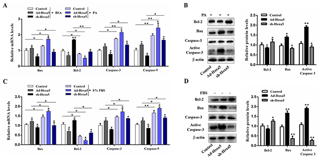 Hoxa5 aggravated PA- and serum starvation-induced white adipocyte apoptosis.