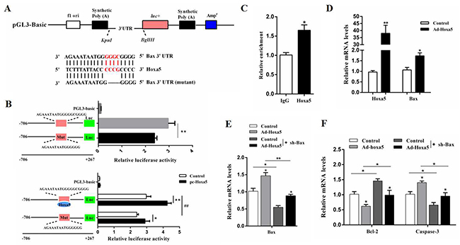 Hoxa5 promoted apoptosis by elevating Bax transcription in white adipocytes.