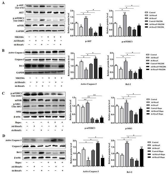 Hoxa5 increased white adipocyte apoptosis via the Akt/mTORC1 pathway.