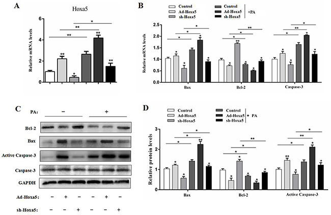 Hoxa5 promoted PA-induced apoptosis in white adipose tissue of mice.
