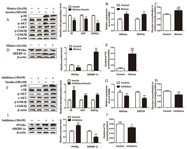 MiR-181a overexpression impairs and miR-181a inhibition improves glucose and lipid metabolism in vitro.